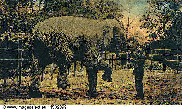 Elephant with Trainer at Zoo  Dusseldorf  Germany  1909