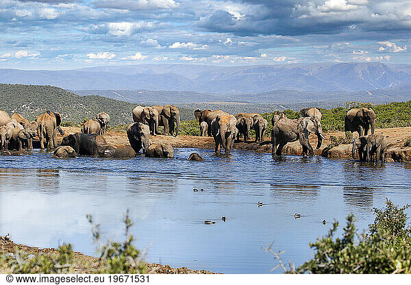 Elephants at addo national park  South africa