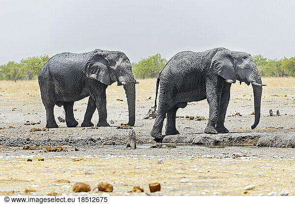 Elephants at Etosha National Park  Namibia  Africa