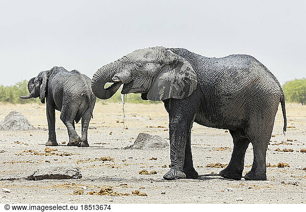 Elephants at Etosha National Park  Namibia  Africa