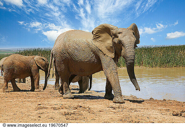 Elephants in addo National Park  South Africa