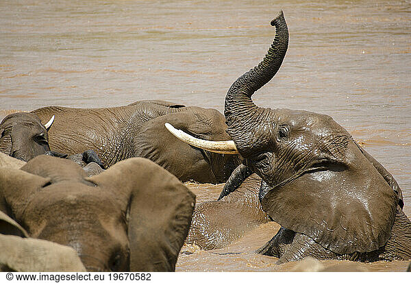 Elephants in river in Kenya