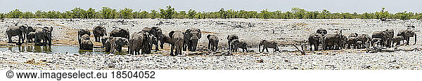 Elephants in waterhole at Etosha National Park  Namibia  Africa