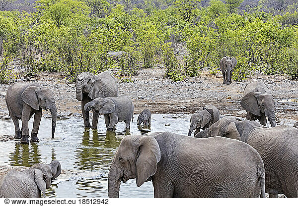 Elephants in waterhole at Etosha National Park  Namibia  Africa