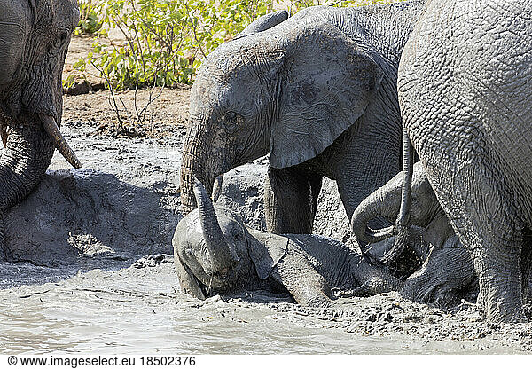 Elephants playing in waterhole at Etosha National Park  Namibia  Africa
