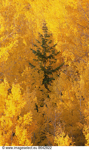 Elevated view over the tops of the aspen trees in the Dixie National Forest in autumn.