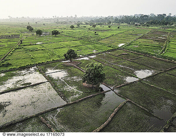 Elfenbeinküste  Luftaufnahme von afrikanischen Reisfeldern