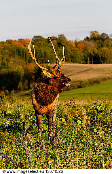 Elk bull (Cervus elaphus canadensis) in Benezette  Pennsylvania  in autumn.