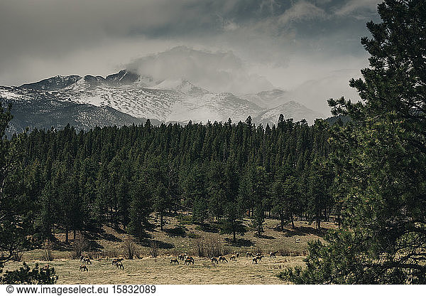 Elk graze in a meadow in Rocky Mountain National Park  Colorado.