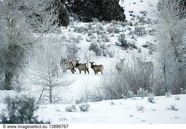 Elk in Snow  Wyoming