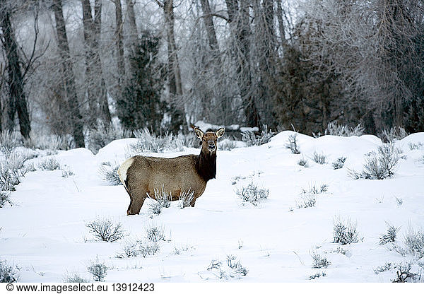 Elk in Snow  Wyoming