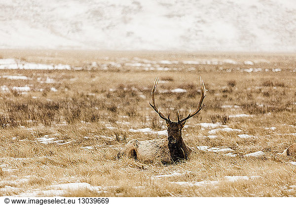 Elk sitting on grassy field during snowfall