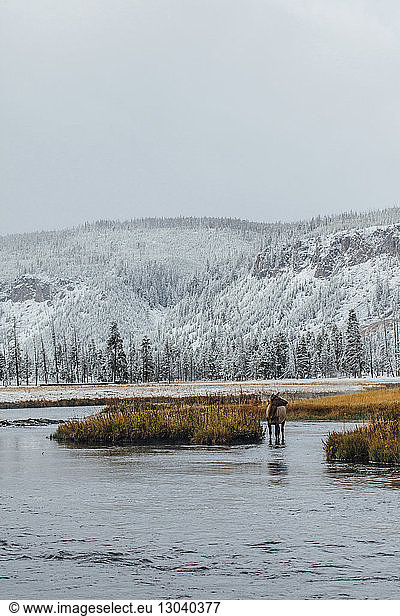 Elk standing in lake against snowcapped mountain