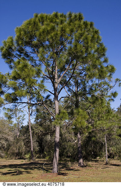 Elliott-Kiefer (Pinus elliottii var. densa)  Florida  USA