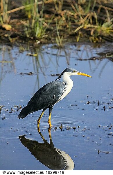 Elsterreiher im Wasser mit Spiegelung  Yellow Water  Kakadu National Park  Australien  Ozeanien