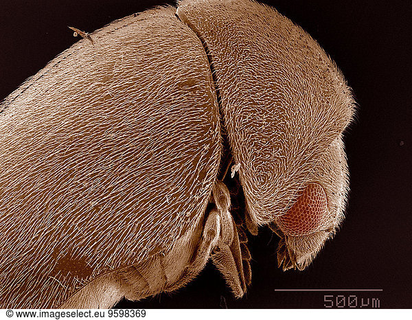 Elytra von Anobiidae Käfer SEM