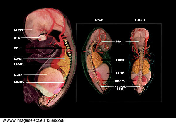 Embryo Anatomy  Week 10