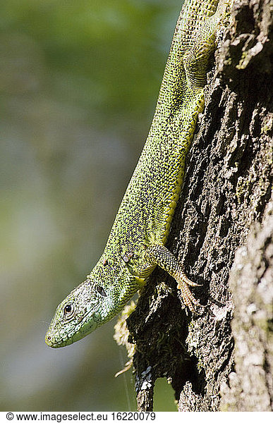 Emerald Lizard on tree trunk  close-up