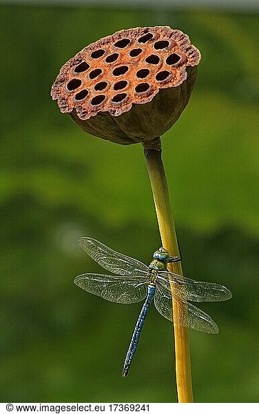 Emperor dragonfly (Anax imperator)  male  sitting on stem of lotus  Indian Lotus (Nelumbo nucifera) with fruit capsule  Hesse  Germany  Europe