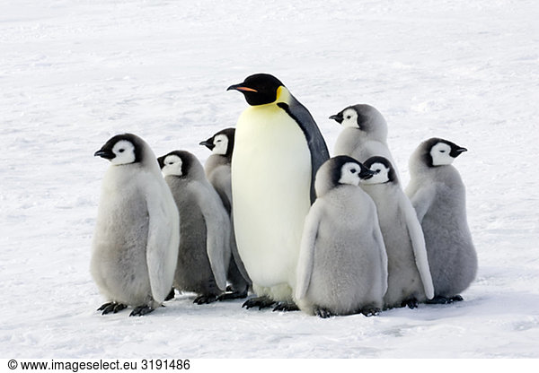 Emperor penguin with children  the Antarctic.