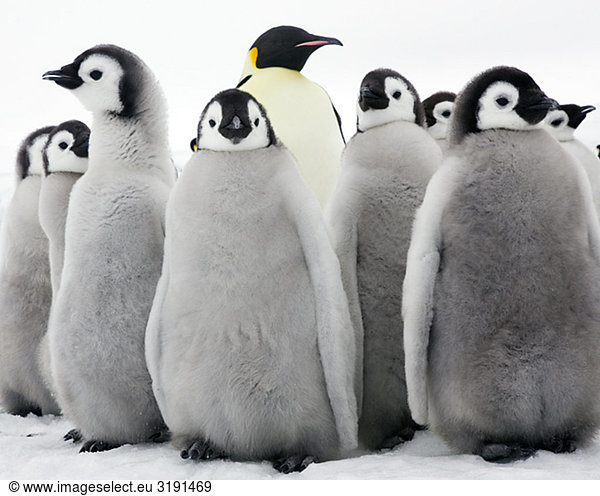 Emperor penguins  young birds  the Antarctic.