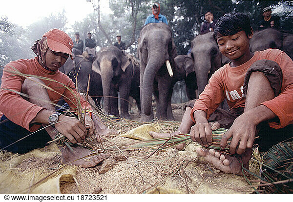 Employed by Wild Life Camp  operators prepare fodder for elephants in Chitwan  Nepal.