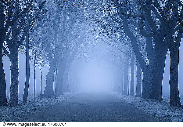 Empty avenue of trees with fog on road