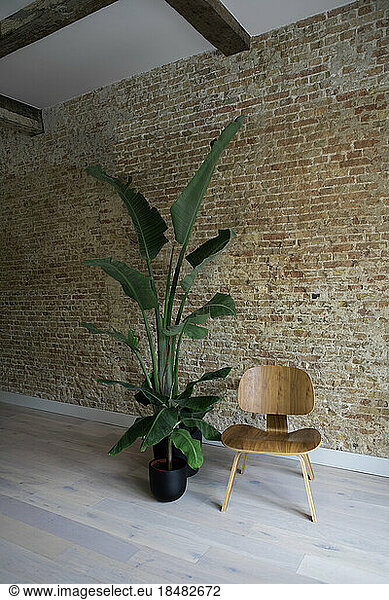 Empty chair and plant near brick wall