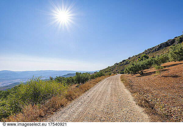 Empty dirt road by olive trees on sunny day in Andalucia  Spain  Europe