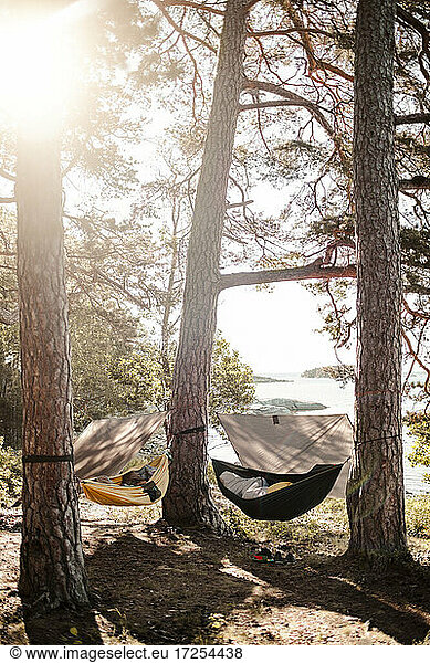 Empty hammocks hanging from tree trunks at forest on sunny day