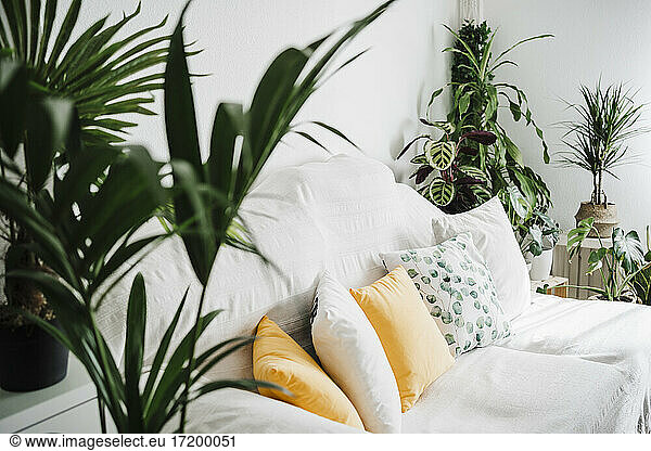 Empty living room decorated with houseplants at home
