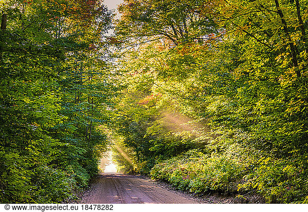 Empty road amidst autumn trees on sunny day
