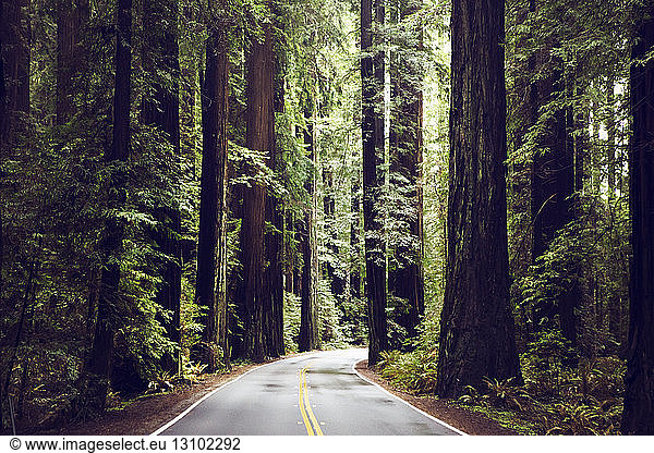 Empty road amidst redwood trees at state park