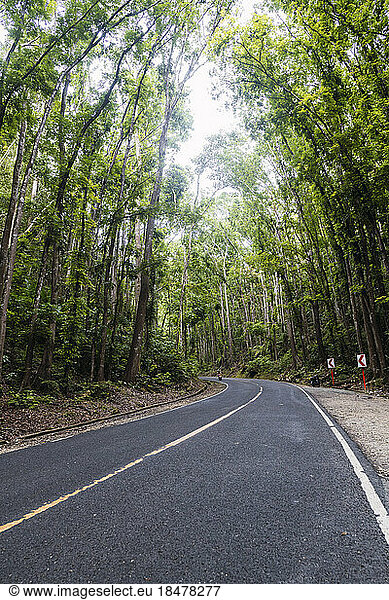 Empty road amidst tall trees