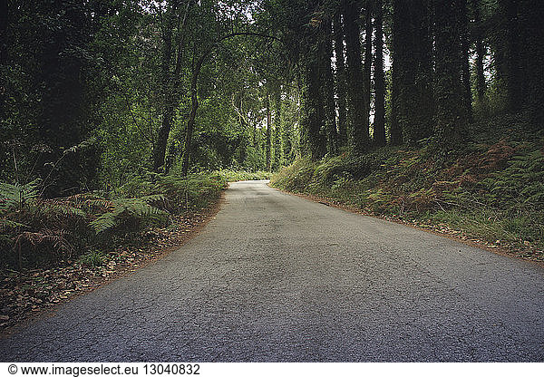 Empty road amidst trees at forest