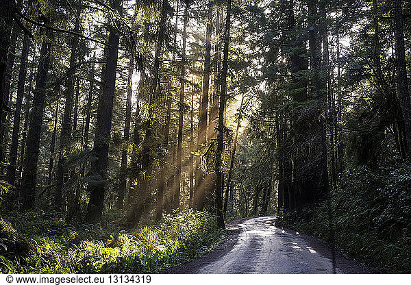 Empty road amidst trees in Redwood National and State Parks