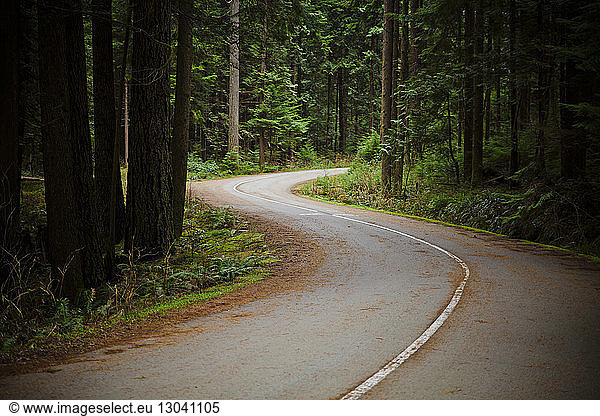Empty road by trees in forest