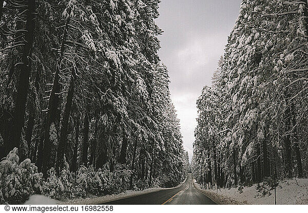 Empty Road Divides Snow Covered Woods.