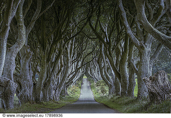 Empty road passing through trees with large branches