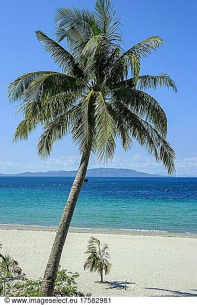 Empty sandy beach without tourists with coconut palm (Cocos nucifera) from exotic holiday island  Mindoro  Philippines  Asia