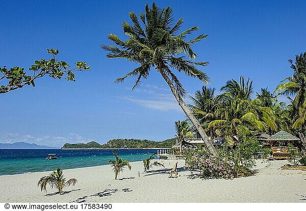 Empty sandy beach without tourists with coconut palm (Cocos nucifera) from exotic holiday island  Mindoro  Philippines  Asia