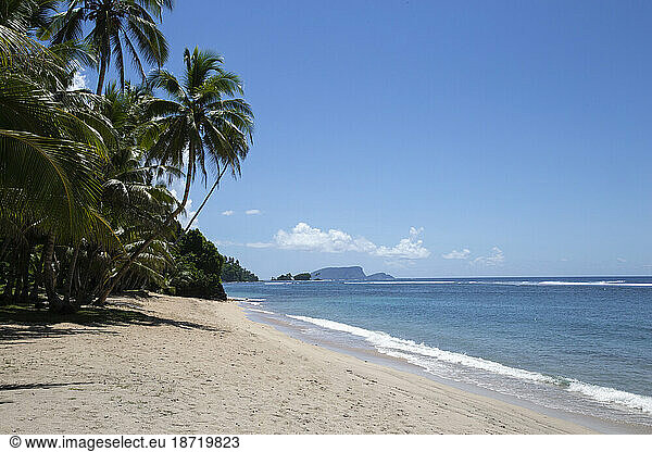 Empty wide sandy beach  with leaning palm trees  Samoa  South Pacific