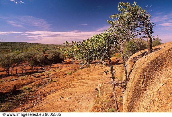 Emu apple in summer flower  Currawinya National Park  western Queensland  Australia