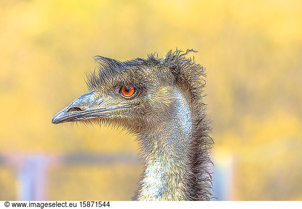 Emu (Dromaius novaehollandiae)  kulturelle Ikone Australiens  der Vogel spielt eine wichtige Rolle in der Mythologie der australischen Ureinwohner  Northern Territory  Australien  Pazifik