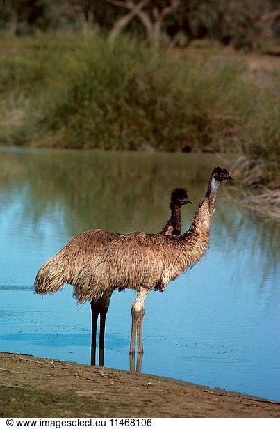 Emu  Dromaius novaehollandiae  pair beside waterhole  Kinchega National Park  New South Wales  Australia. (Photo by: Auscape/UIG)
