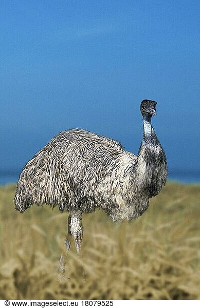 Emu (Dromeius novaehollandiae) (Australien) (australia) (Vogel) (Vögel) (birds) (Laufvögel) (Tiere) (animals) (außen) (outdoor) (seitlich) (side) (adult) (stehen) (standing)
