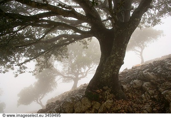 Encinas Quercus Ilex Serra des Cairats Valldemossa Sierra de Tramuntana Mallorca Baleares España