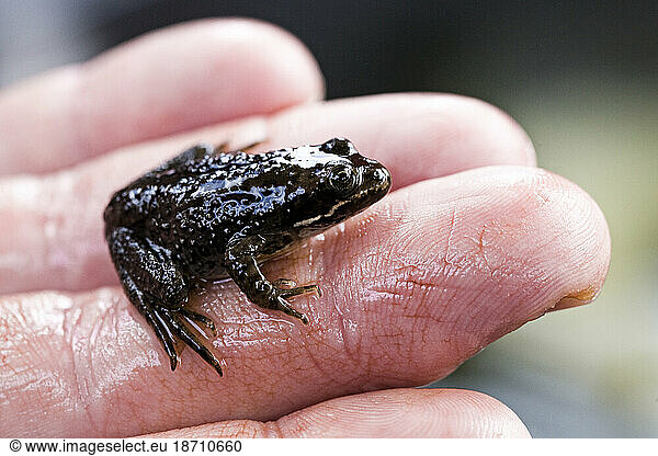 Endangered Oregon spotted frog.