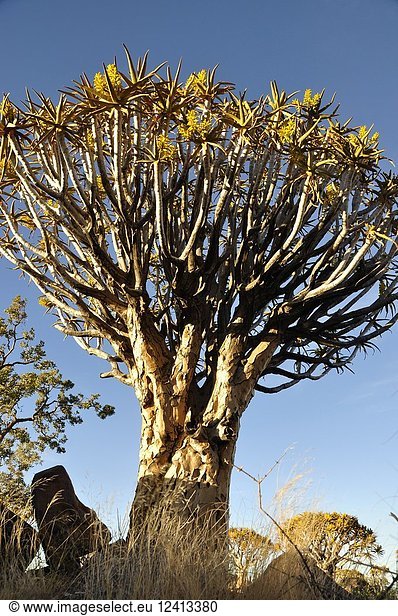 Endemic Quiver-tree (Aloe dichotom,  kokerboom) forest near Keetmanshoop in Namibia.
