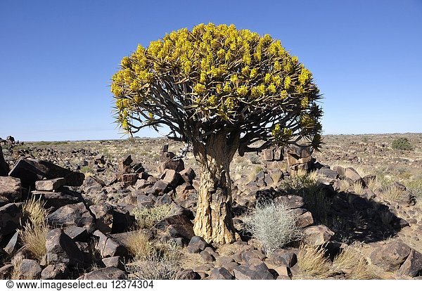 Endemic Quiver-tree (Aloe dichotom  kokerboom) forest near Keetmanshoop in Namibia.